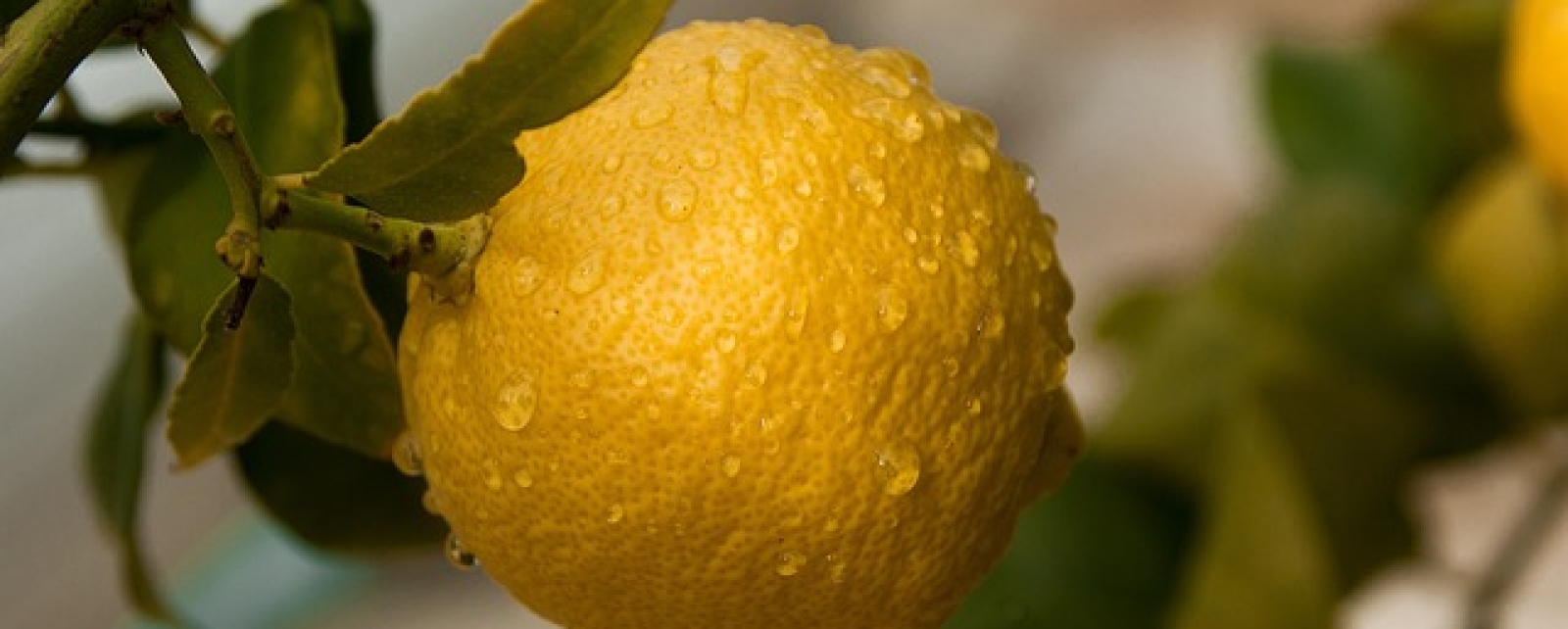 Zitrusöle &amp; Furocumarine